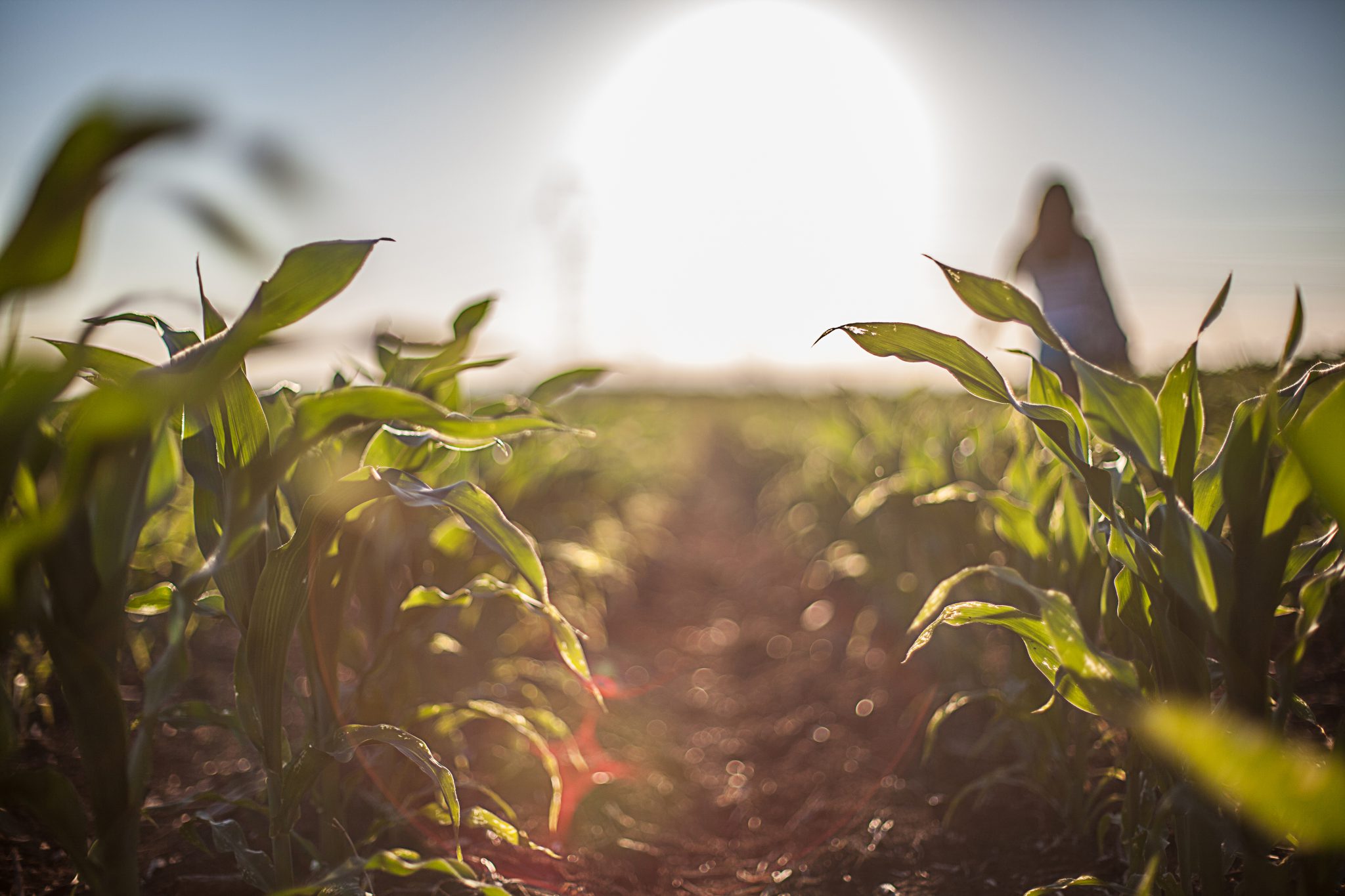 Corn field