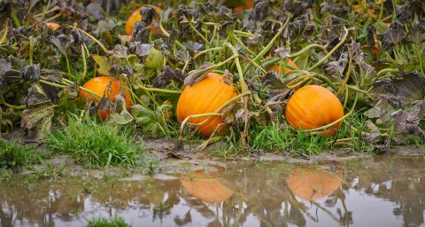 Flooded pumpkin patch