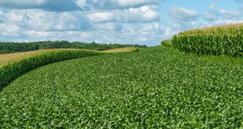 Soybean and corn crops