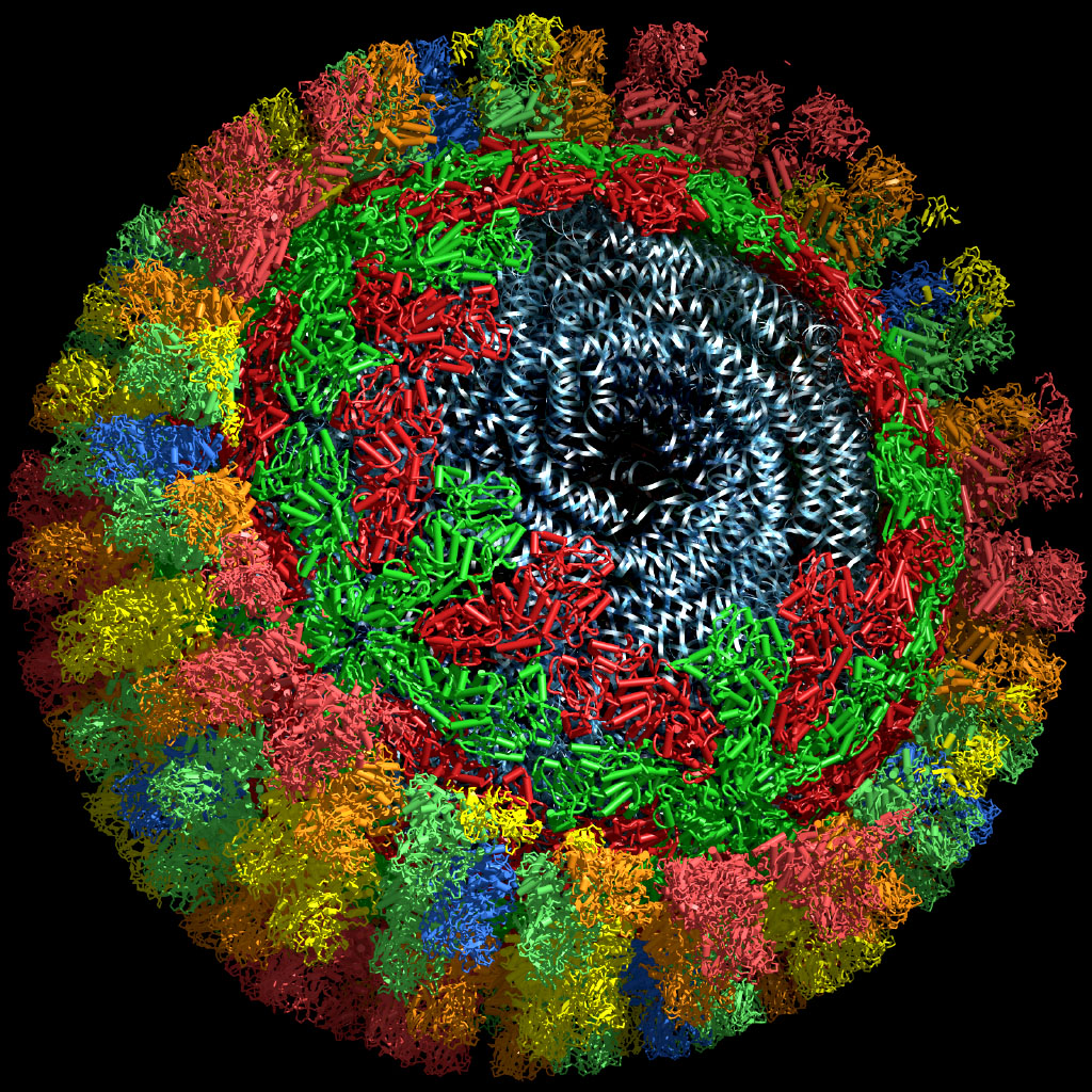 Rinderpest virus