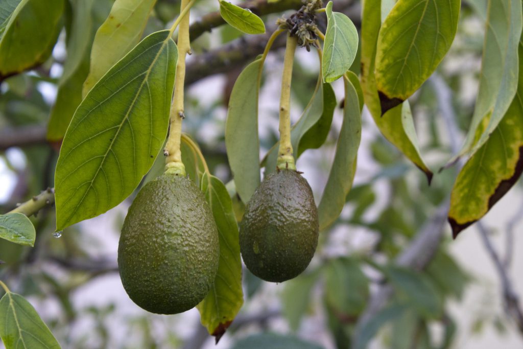 Avocados in a tree