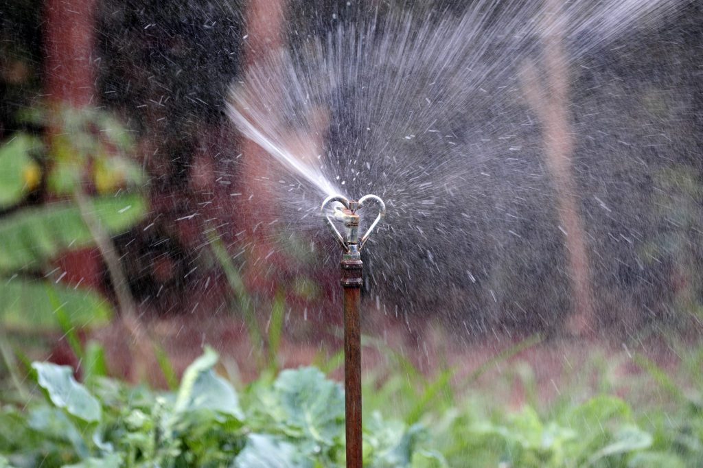 Vegetable irrigation system