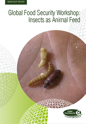 GFS workshop: Insects as animal feed