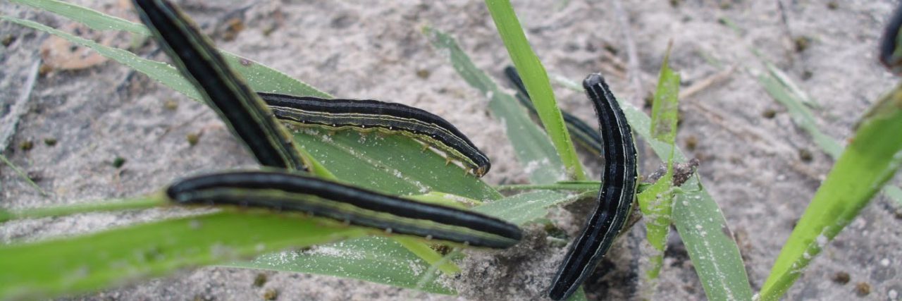 Armyworms