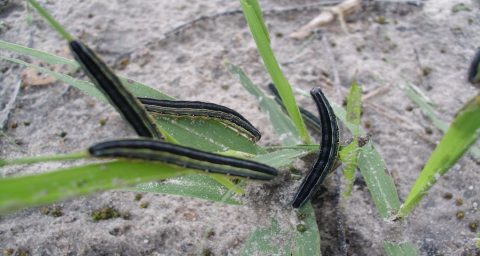 Armyworms