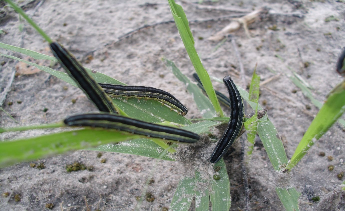 Armyworms