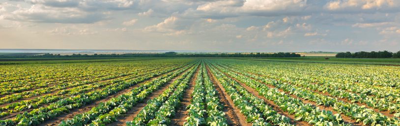 Cabbage field