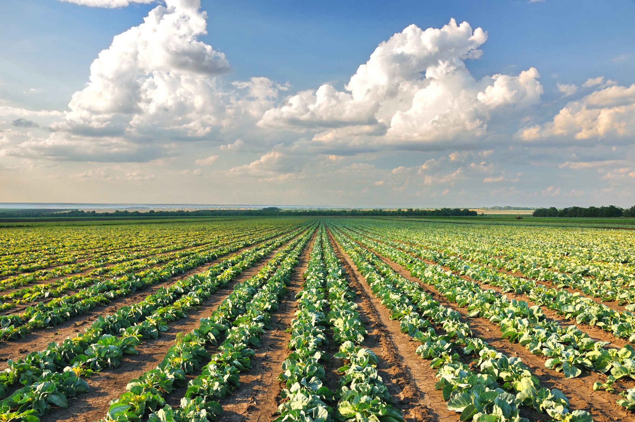 Cabbage field