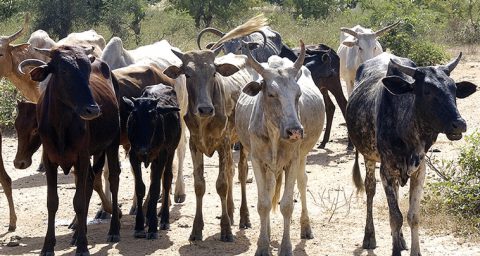 Cattle livestock