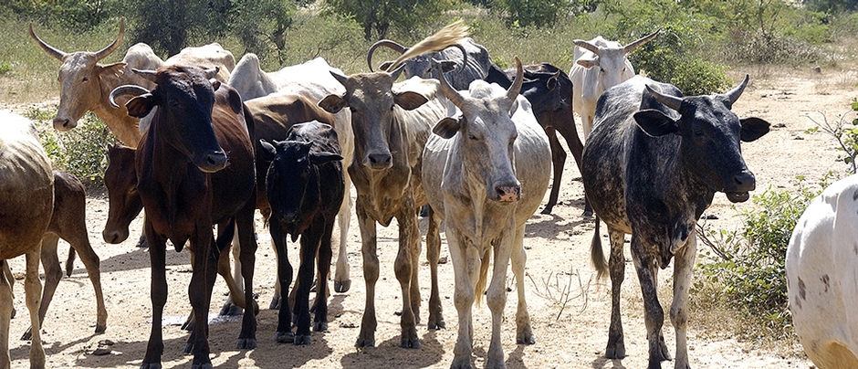 Cattle livestock