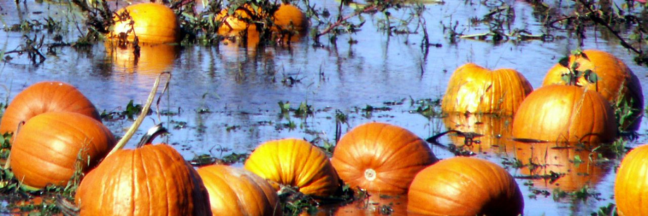 Flooded pumpkin patch