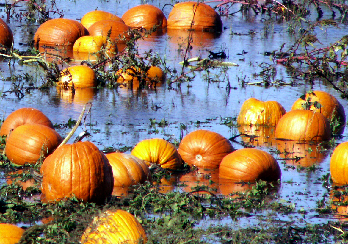 Flooded pumpkin patch