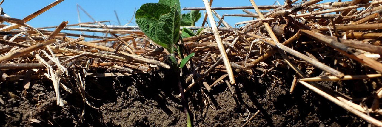 Soybeans planted into winter wheat stubble