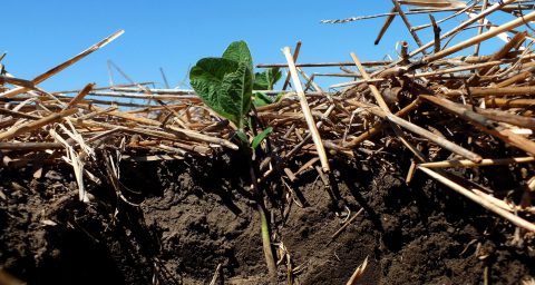 Soybeans planted into winter wheat stubble