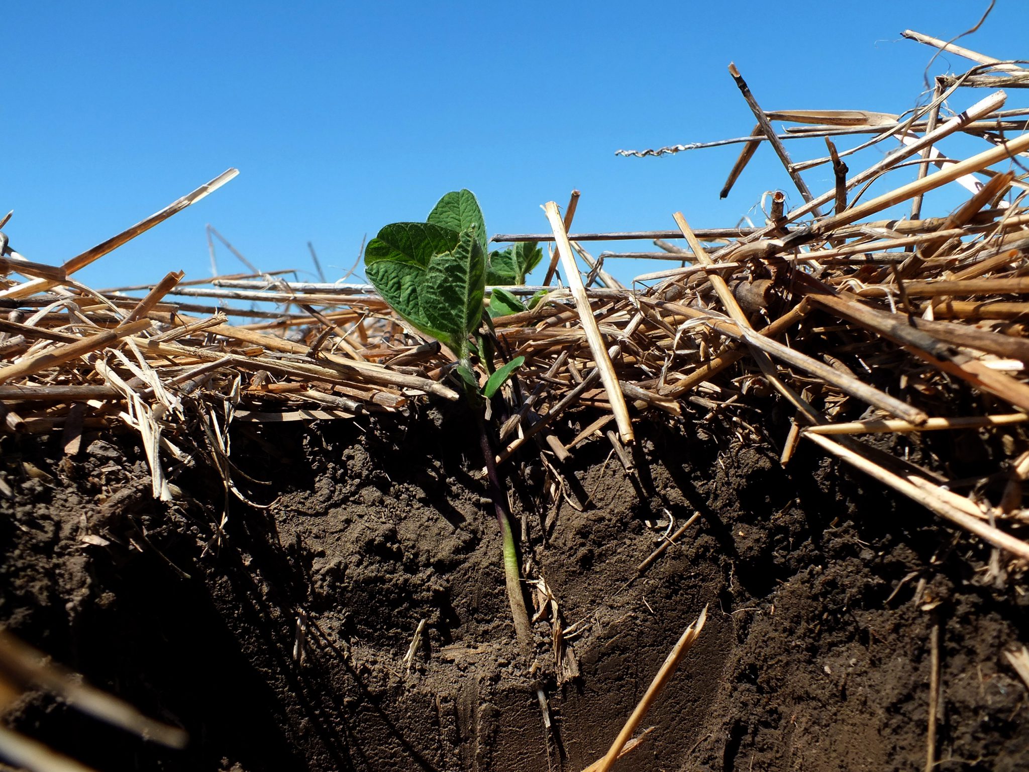 Soybeans planted into winter wheat stubble