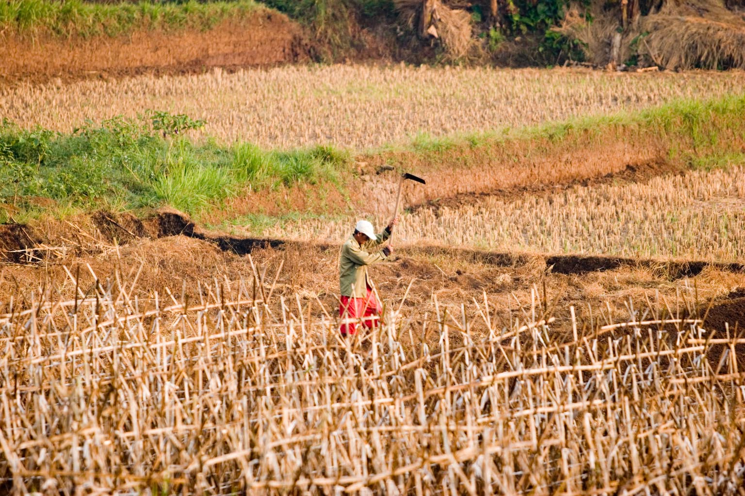 Dry fields, drought in Bogor Regency