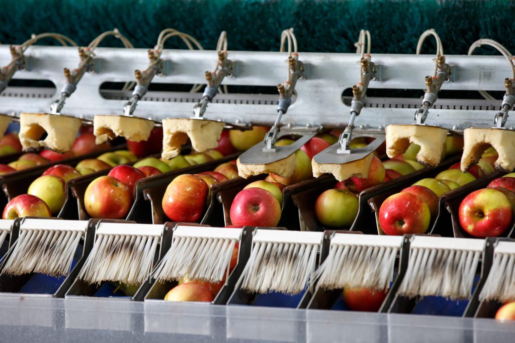 Clean and fresh apples on conveyor belt