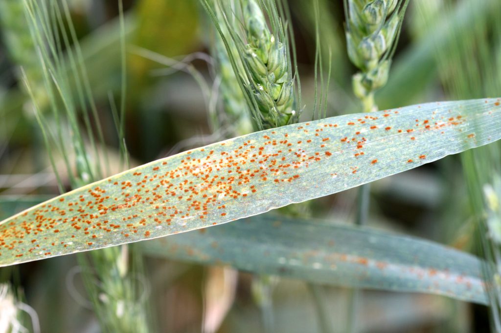 A close-up picture of leaf rust