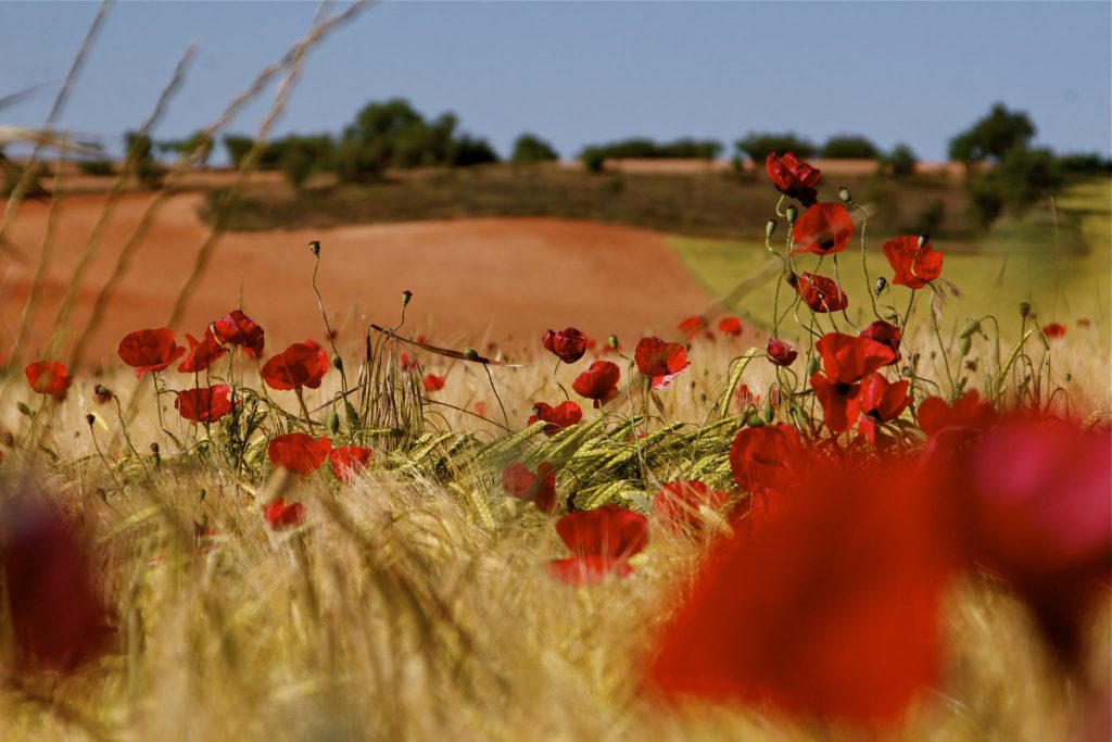 Poppy field