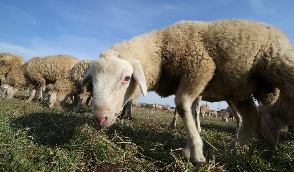Sheep grazing the lawn