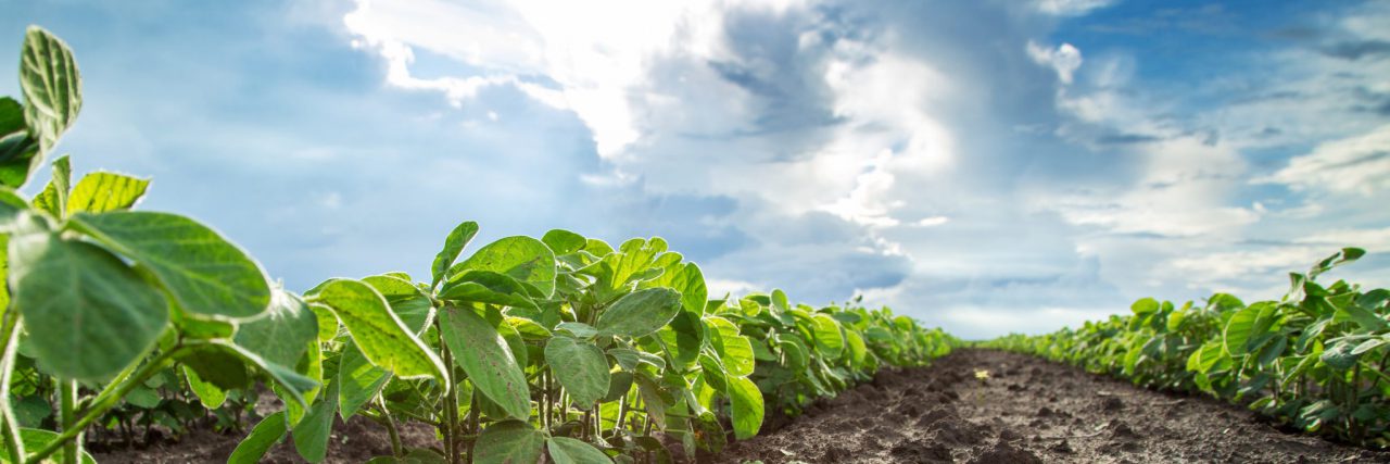 Green soybean plants close-up