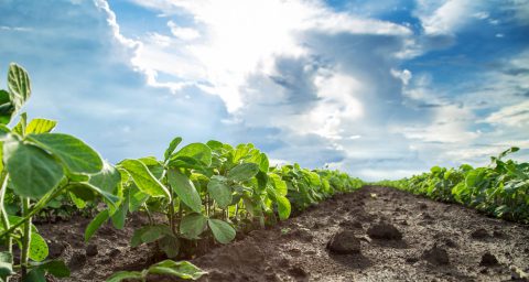 Green soybean plants close-up