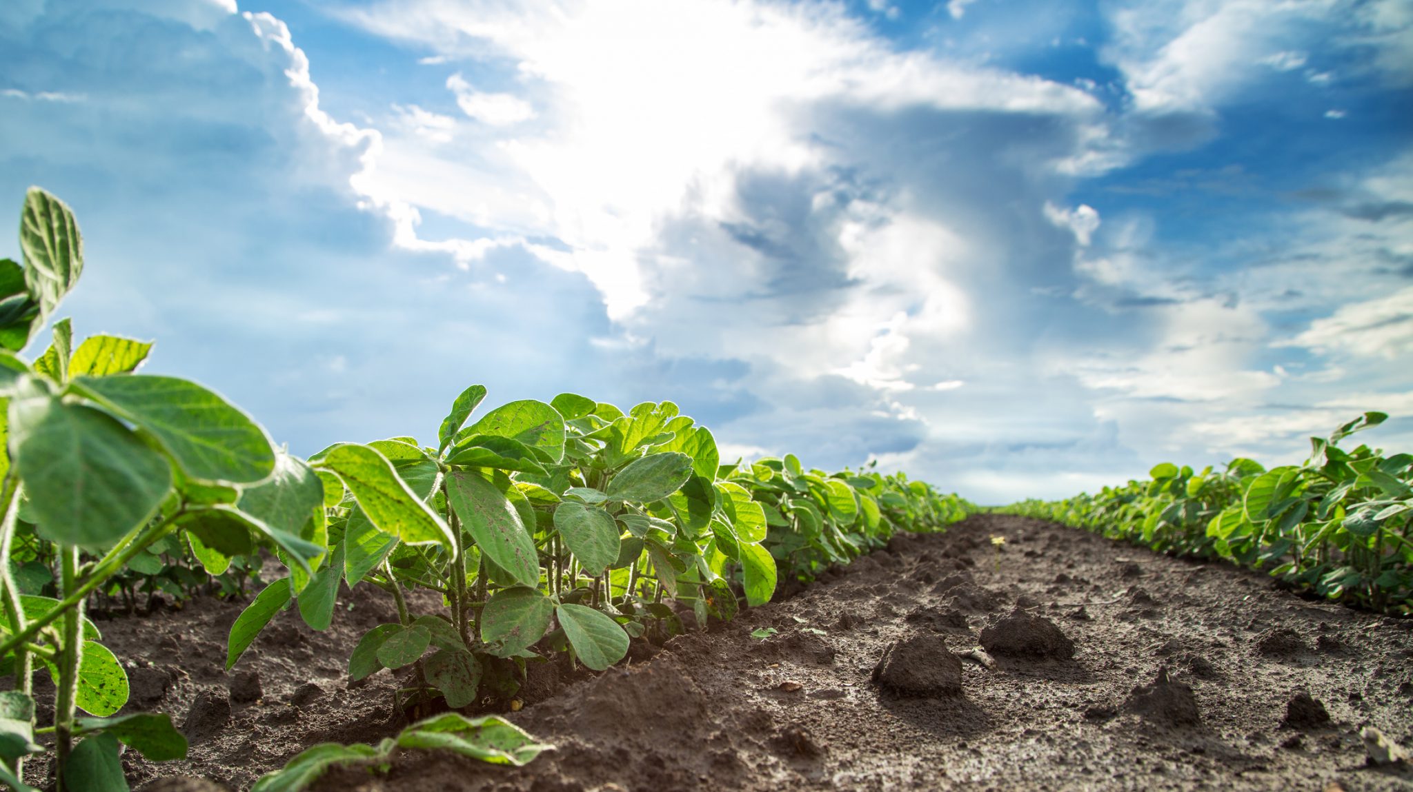 Green soybean plants close-up