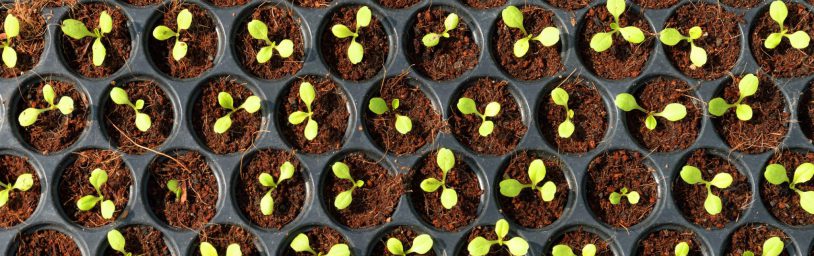 Farm of hydroponic plantation, plants in nursery tray.