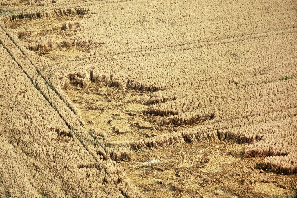 Corn field before harvest partially damaged by storm
