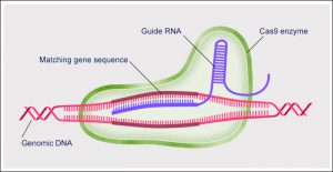 A CRISPR-Cas9 gene editing complex attaching to genomic DNA.