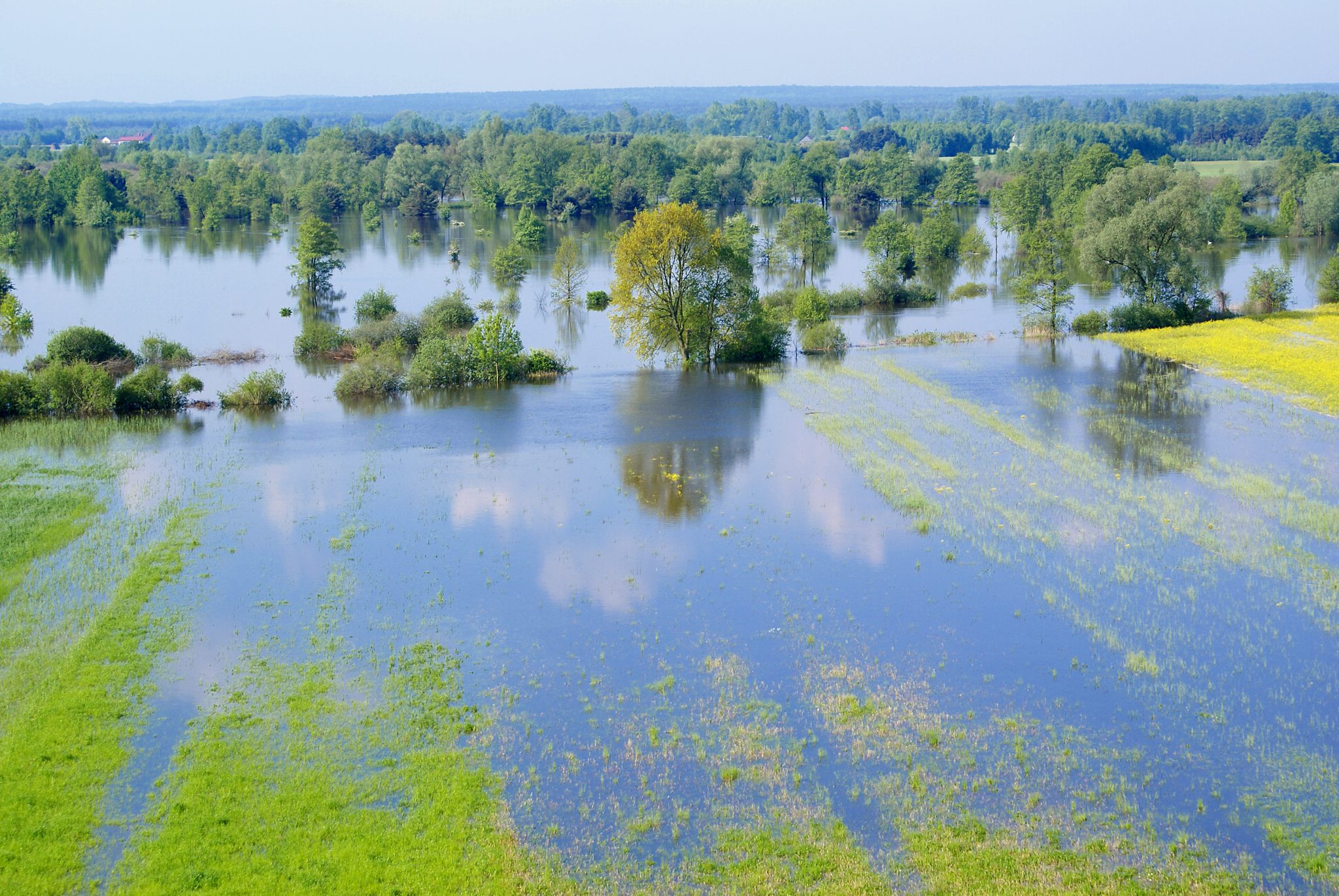 Flooded crop field